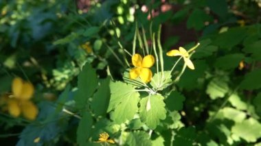 Sarı Renklerin Küçük Çiçekleri