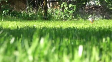 Fıskiye Sulama Sulama Bitkileri ve Bahçedeki Çimler