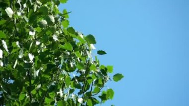 Mavi Gök Arkaplanda Ağaç Yaprakları