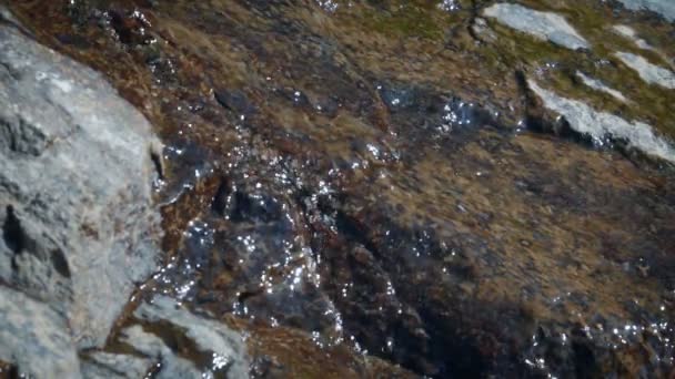 Small creek of glacial water flows over the stone — Stock Footage Small Creek Glacial Water Flows Stone Royalty Free Stock Video