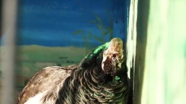 Tavuskuşu Hayvanat Bahçesinde Tüyleri Temizliyor