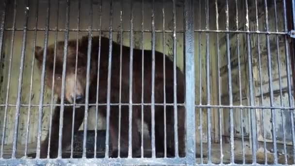 Urso Castanho Zoológico — Vídeo de Stock
