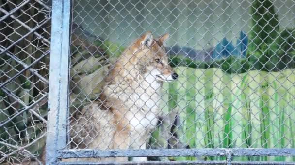 Chacal Zoológico — Vídeo de Stock