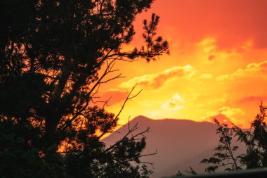 Gün batımında dağlarda ladin.