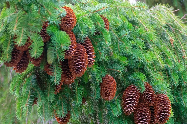 Spruce Branch Cones — Stock Photo, Image