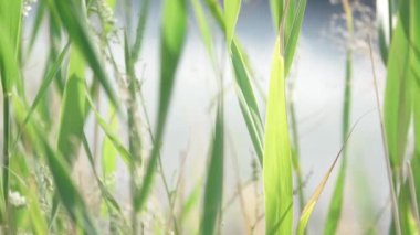 Döngülü cam arkaplan