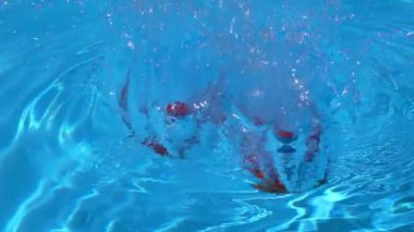 Kırmızı biber suya düşer.