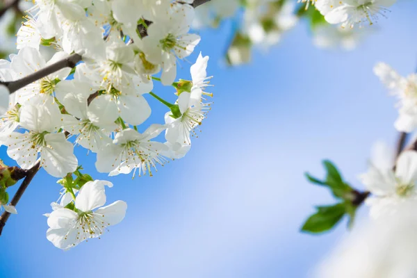 Spring Flowers Fruit Tree — 图库照片