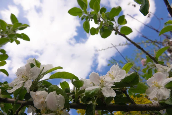 白色苹果树花 — 图库照片