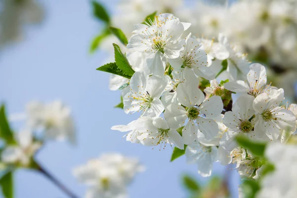 Spring Tree White Flowers — 图库照片