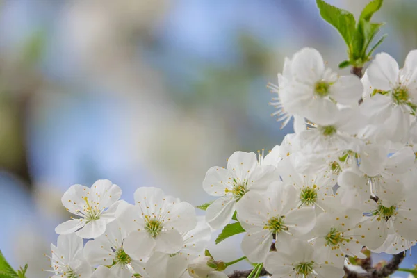 White Flowers Cherry Tree — Stock Photo, Image