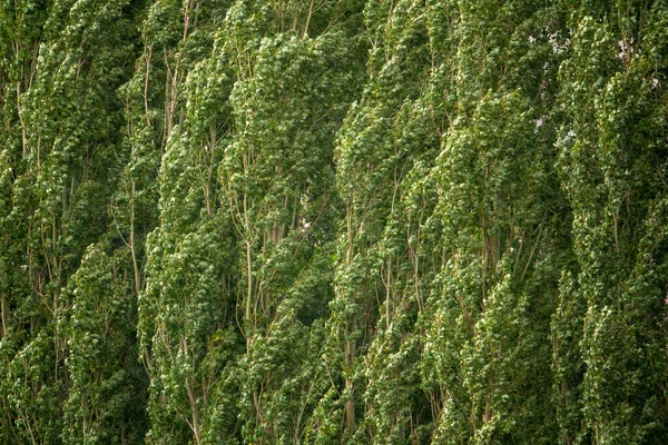 Achtergrond Van Hoge Groene Bomen — Stockfoto