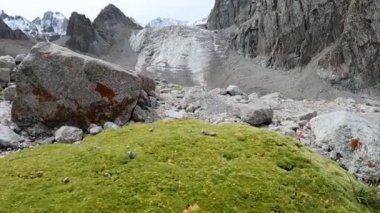Yosunların arasından buzullara bak.
