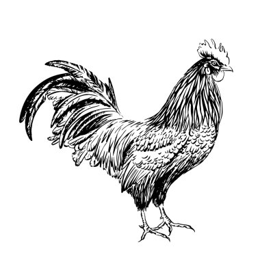 Beyaz bir arka plan üzerinde siyah mürekkeple çizilmiş horoz. Vektör