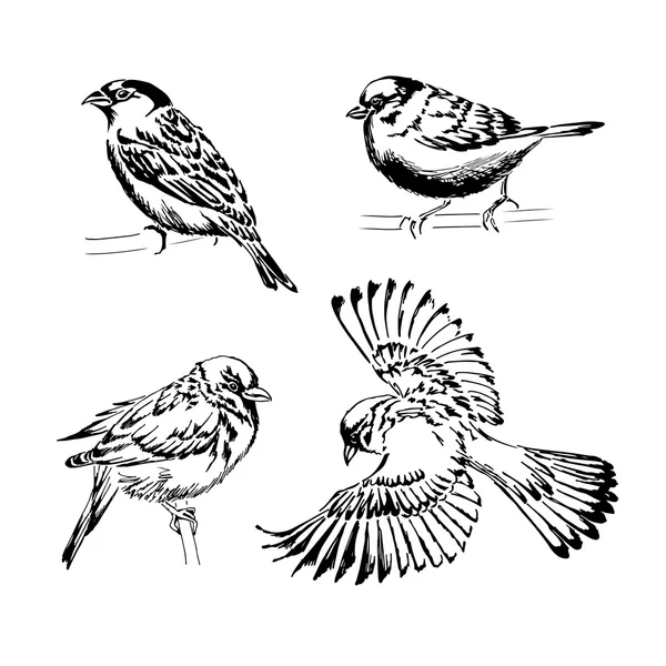 Sada čtyř vrabci. Kreslené vektorové ilustrace — Stockový vektor
