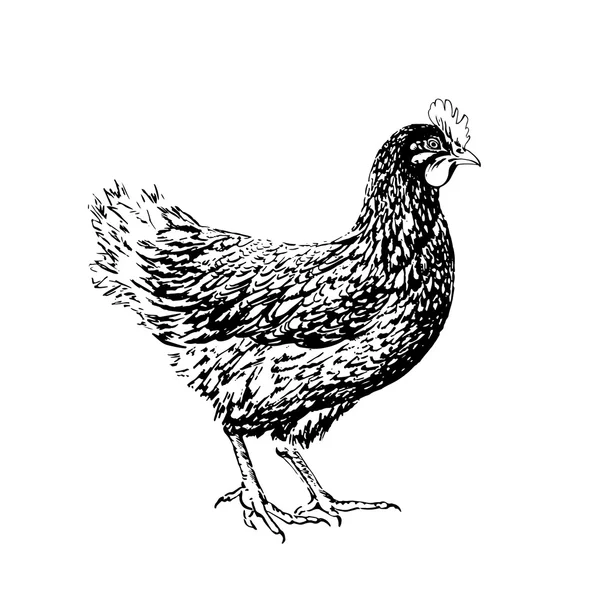 Chicken drawn in black ink on a white background. Vector — Stock Vector