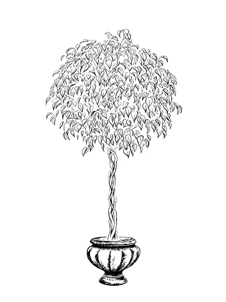 Ficus árbol redondo en una olla dibujada en tinta negra sobre fondo blanco. Vector — Archivo Imágenes Vectoriales