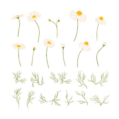 Yumuşak renklerde el yapımı papatyalar. Beyaz arkaplanda izole