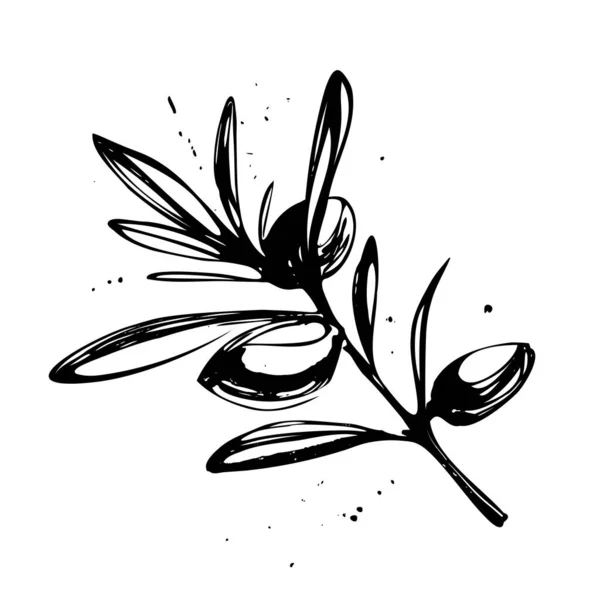 Olivenzweig in schwarzer Tinte gezeichnet. Isoliert auf weißem Hintergrund — Stockvektor