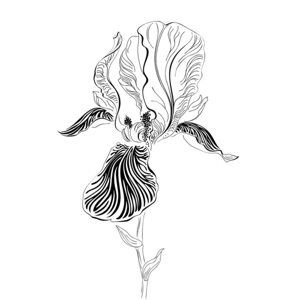 Fiore di iris. Grafica in bianco e nero — Vettoriale Stock