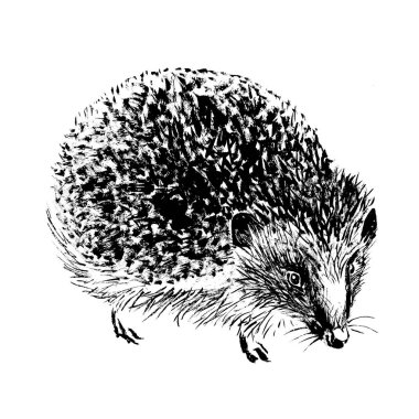 Kirpi, siyah mürekkep ve fırçayla çizilmiş. Beyazda izole edilmiş