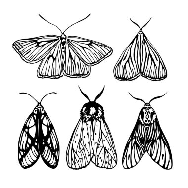 5 güve seti. Siyah ve beyaz vektör çizimi siyah mürekkeple çizildi. 