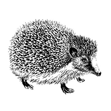 Siyah mürekkep kirplisi. Vektör illüstrasyonu