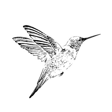 Mırıldanan kuş oyma stili. Mürekkeple çizilmiş. Siyah ve beyaz.