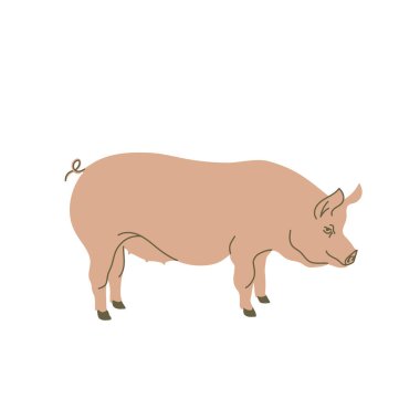 Düz renkli bir domuz. Logo, simgeler, amblemler, şablonlar, rozetler için. Vektör illüstrasyonu