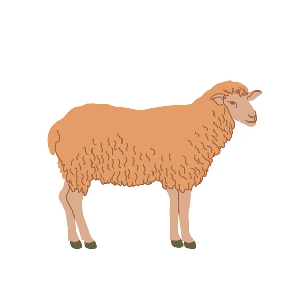 Πρόβατα σε χρωματιστό επίπεδο στυλ. Για λογότυπο, εικονίδια, εμβλήματα, πρότυπο, σήματα. Εικονογράφηση διανύσματος — Διανυσματικό Αρχείο
