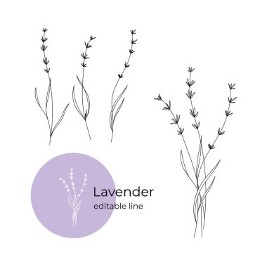 Minimalist tarzda çizilmiş lavanta çiçeği. Kurumuş çiçek koleksiyonunun bir parçası. Düzenlenebilir satır.