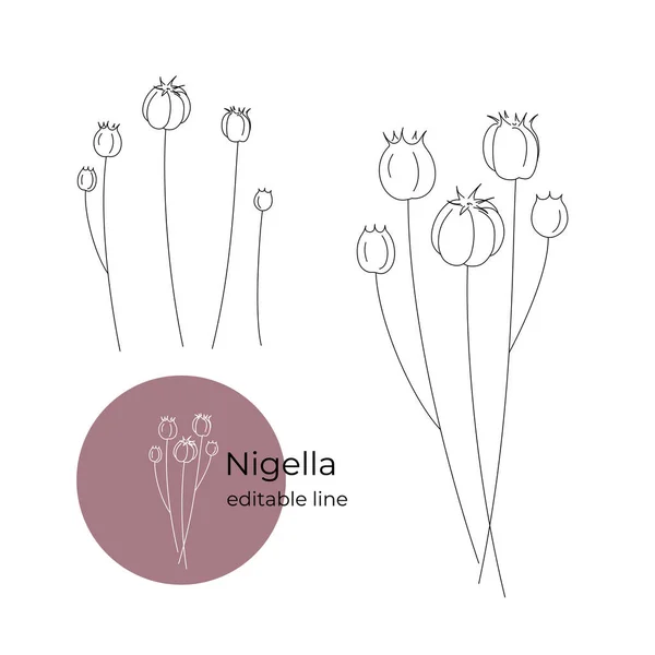 Nigella planta dibujada en un estilo minimalista por línea. Parte de la colección de flores secas. Línea editable. — Archivo Imágenes Vectoriales