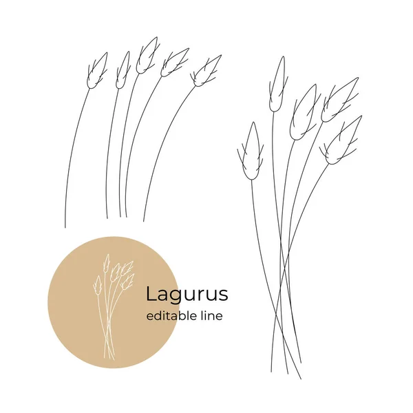ラグルス植物は最小限のスタイルで並んでいます。乾燥した花のコレクションの一部。編集可能系統. — ストックベクタ
