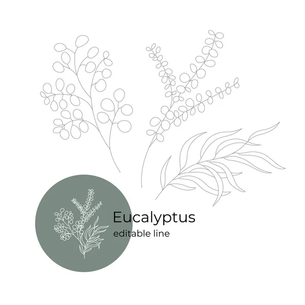 Eucalipto tres ramas dibujadas en un estilo minimalista con una línea. Parte de la colección de flores secas. Línea editable. — Archivo Imágenes Vectoriales