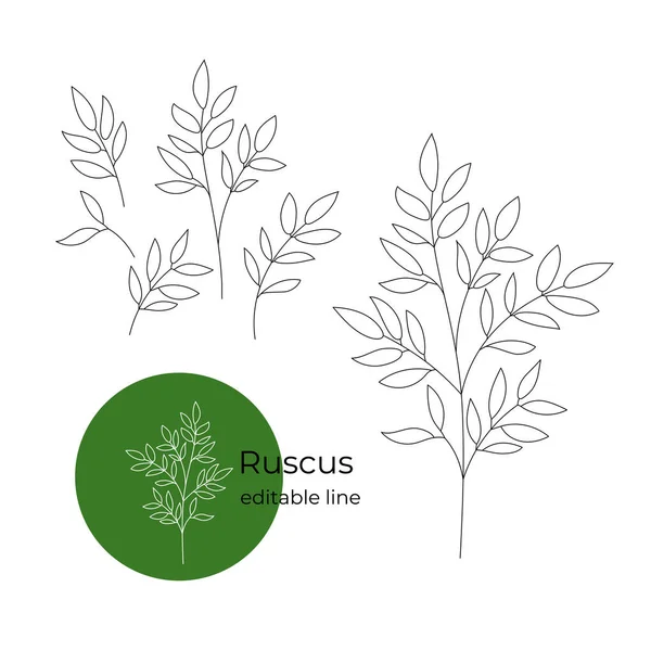 Planta Ruscus dibujada en un estilo minimalista por línea. Parte de la colección de flores secas. Línea editable. — Archivo Imágenes Vectoriales