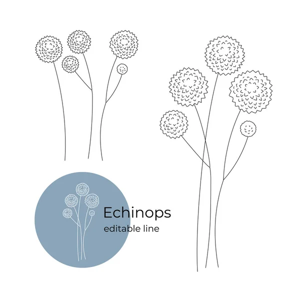 Echinops roślin narysowane w minimalistycznym stylu po linii. Część kolekcji suszonych kwiatów. Linia montażowa. — Wektor stockowy
