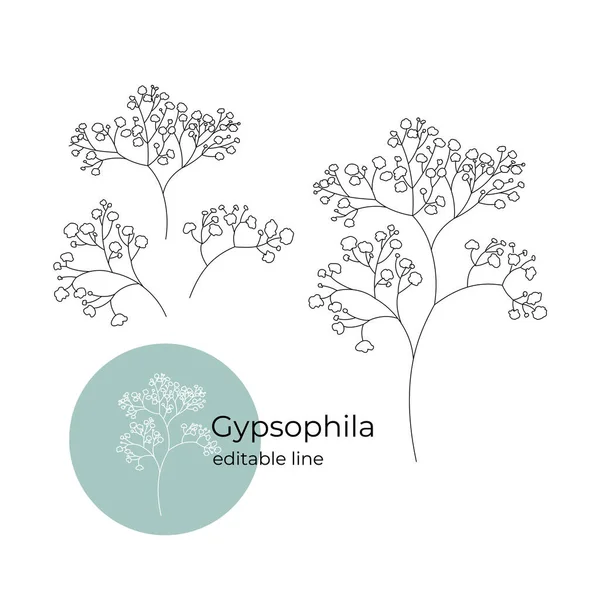 Planta de gypsophila dibujada en un estilo minimalista por línea. Parte de la colección de flores secas. Línea editable. — Archivo Imágenes Vectoriales