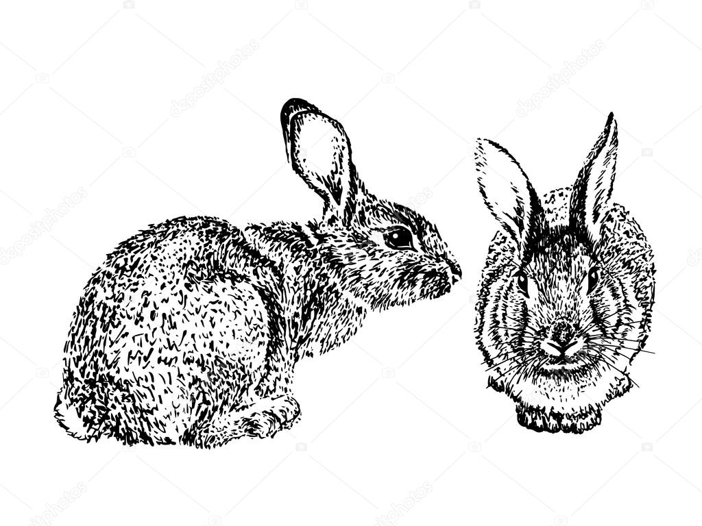Engraving rabbits. Vector illustration