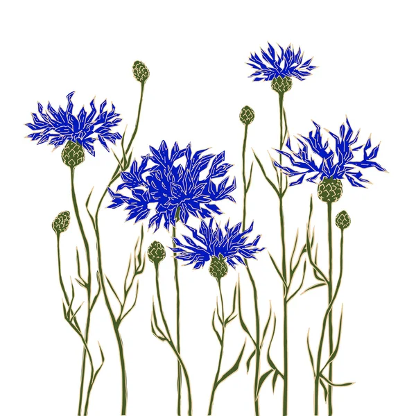 Cornflowers sobre un fondo blanco. Ilustración vectorial dibujada a mano . — Vector de stock