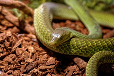 Snake in the terrarium - Green rat snake clipart