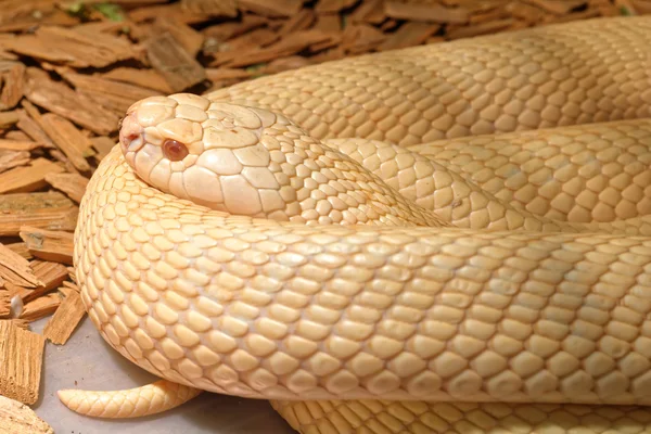 Schlange im Terrarium - indische Albino-Kobra — Stockfoto