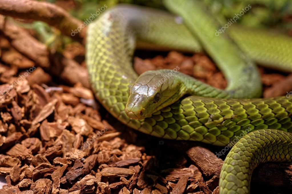 Aanvrager Ondraaglijk Extreem belangrijk Snake in the terrarium - Green rat snake Stock Photo by ©guapofreak  103319182