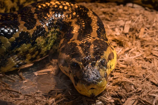 Cobra no terrário - anaconda amarela — Fotografia de Stock