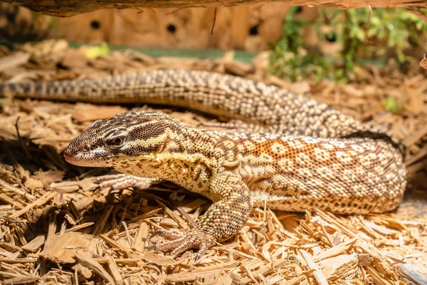 Eidechse im Terrarium - Leopardengecko — Stockfoto