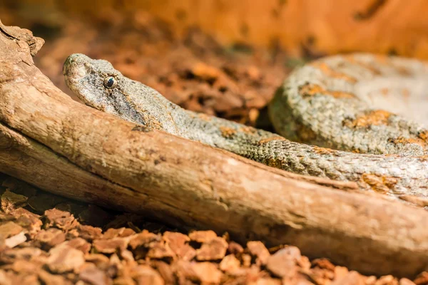 Schlange im Terrarium - Levantine Viper — Stockfoto