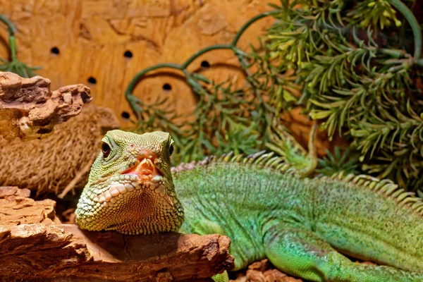 Reptil im Terrarium - chinesischer Wasserdrache — Stockfoto