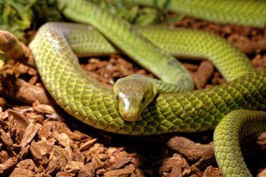 Snake in the terrarium - Green rat snake clipart