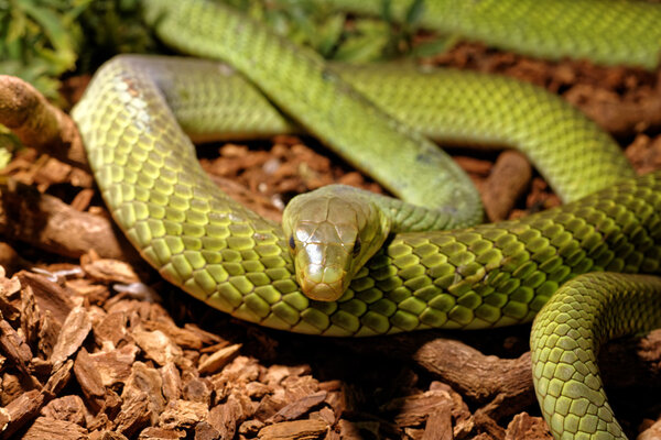 Snake in the terrarium - Green rat snake