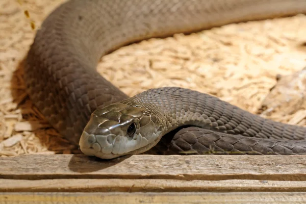Snake in het terrarium - zwarte mamba — Stockfoto