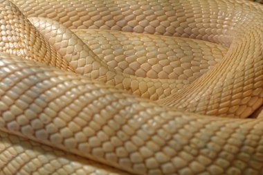 Terrarium - Albino Hint kobra yılan